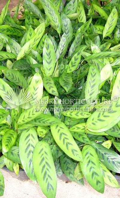 Calathea wiotii